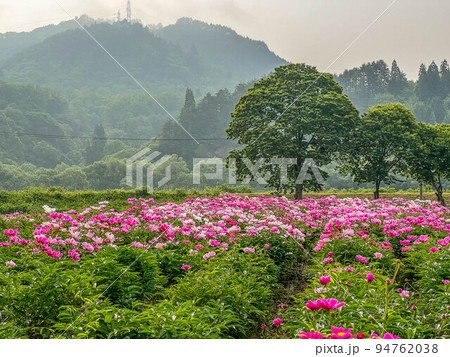 朝の光とそれに照らされる芍薬畑 朝の光とそれに照らされる芍薬畑 94762038