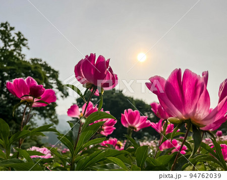 朝の光とそれに照らされる芍薬畑 朝の光とそれに照らされる芍薬畑 94762039