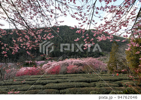 桜 さくら サクラ 94762046