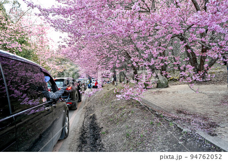 桜 さくら サクラ 94762052