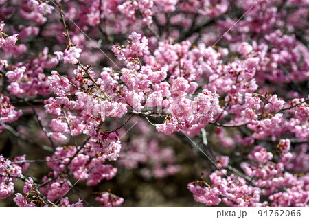 桜 さくら サクラ 94762066
