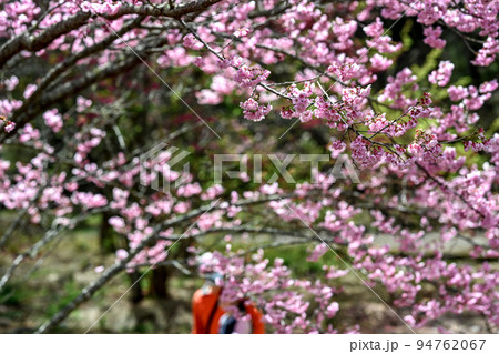 桜 さくら サクラ 94762067