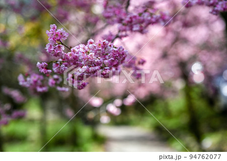 桜 さくら サクラ 94762077
