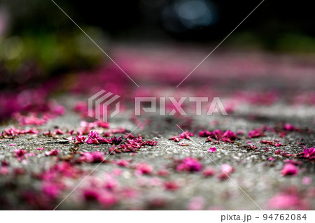 桜 さくら サクラ 94762084