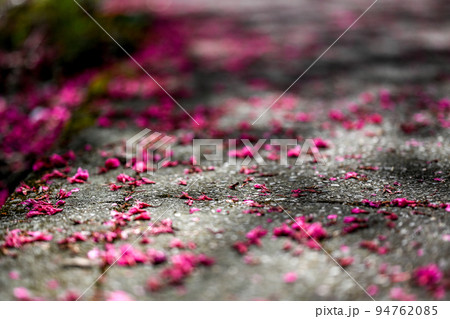 桜 さくら サクラ 94762085