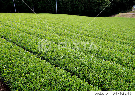 佐賀県嬉野市　「立岩展望台」の眺望　茶畑 94762249