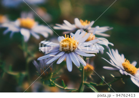 花 花びら フル 94762413