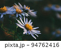 花 花びら フル 94762416