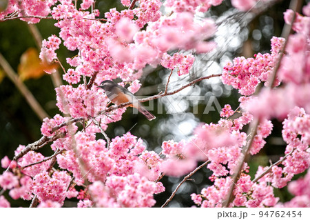 桜 さくら サクラ 94762454