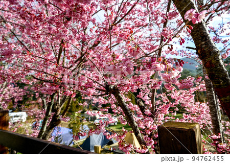 桜 さくら サクラ 94762455