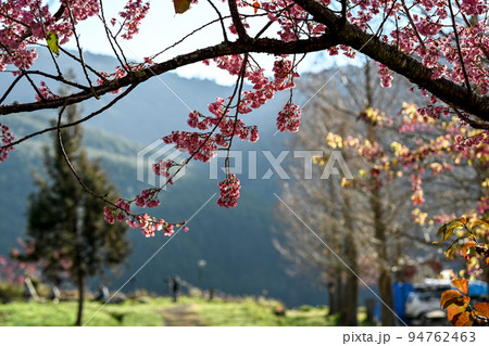 桜 さくら サクラ 94762463