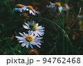 花 花びら フル 94762468