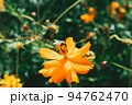 ミツバチ 着 花 94762470