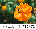 ミツバチ 着 花 94762472