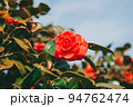 椿 花 花びら 94762474