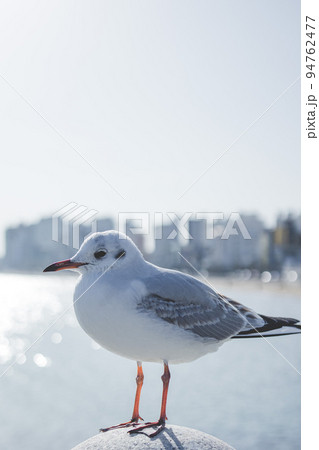 海 空 カモメ 94762477