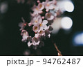 夜 花 桜 94762487