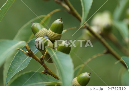 樫の実 ドングリ まだ若い 秋 9月末 樫の実 ドングリ まだ若い 秋 9月末 94762510