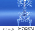 人体骨格　骨　スケルトンCG　人間　体 94762578