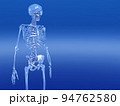 人体骨格　骨　スケルトンCG　人間　体 94762580