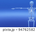 人体骨格　骨　スケルトンCG　人間　体 94762582