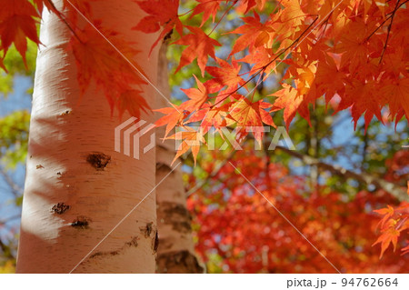 白樺と紅葉 長野県駒ヶ根高原 94762664