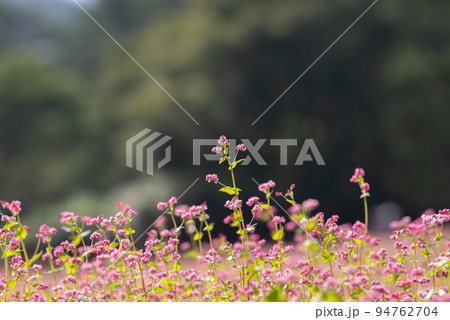 赤い蕎麦の花 長野県 赤い蕎麦の花 長野県 94762704