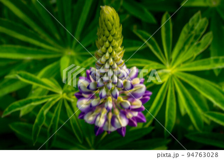 庭に咲いた鮮やかなルピナスの花 庭に咲いた鮮やかなルピナスの花 94763028