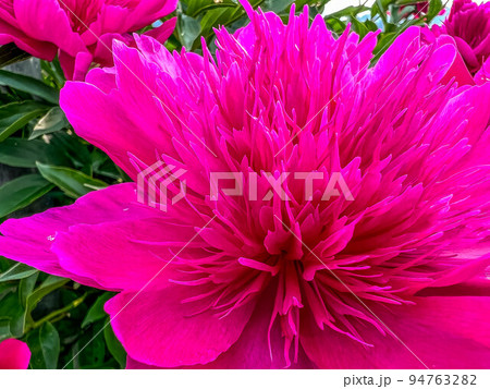 色鮮やかな芍薬の花 色鮮やかな芍薬の花 94763282