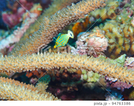 テングカワハギ 94763386