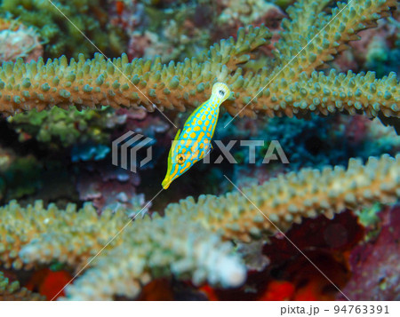 テングカワハギ 94763391