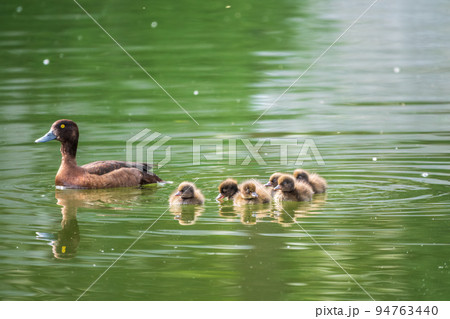 Female Tufted duck swims with her ducklings in green lake Female Tufted duck swims with her ducklings in green lake 94763440
