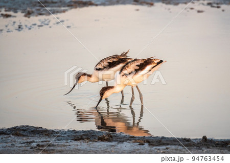 Two Water birds pied avocet, Recurvirostra avosetta, standing in the water in pink sunset light. The pied avocet is a large black and white wader with long, upturned beak Two Water birds pied avocet, Recurvirostra avosetta, standing in the water in pink sunset light. The pied avocet is a large black and white wader with long, upturned beak 94763454