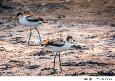 Two Water birds pied avocet, Recurvirostra avosetta, standing on salt lake shore in pink sunset light. The pied avocet is a large black and white wader with long, upturned beak Two Water birds pied avocet, Recurvirostra avosetta, standing on salt lake shore in pink sunset light. The pied avocet is a large black and white wader with long, upturned beak 94763455
