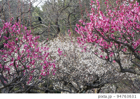 紅梅白梅咲く早春の梅林風景-7 紅梅白梅咲く早春の梅林風景-7 94763631