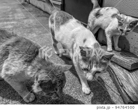 父親ゴンとの想い出(茶トラ) 父親ゴンとの想い出(茶トラ) 94764500