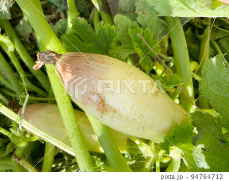 Spoiled zucchini. Disease vegetables on the field. Bad harvest. Agriculture. 94764712
