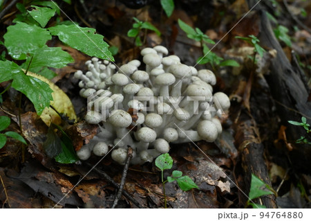 シャカシメジ 94764880