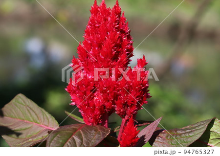 日本の秋の庭に咲く赤いケイトウの花 94765327