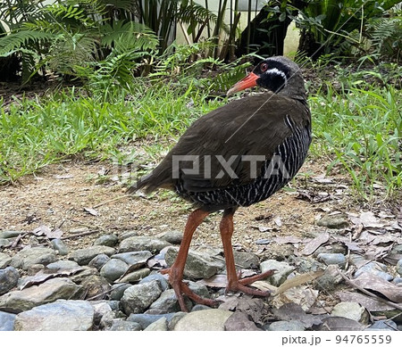 ヤンバルクイナ 94765559