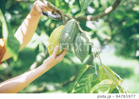 farmer harvest cacao bean fruit cocoa pod from tree 94765977