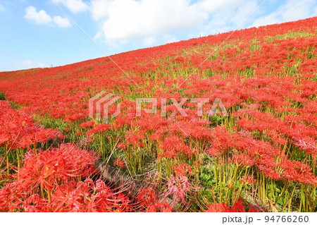 矢勝川の彼岸花 94766260