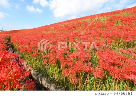 矢勝川の彼岸花 94766261