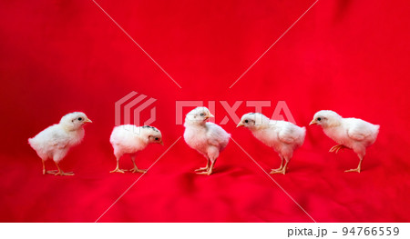 5 little baby hamburg chicken stand on a row in front of red cloth background. 94766559