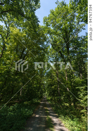 View into a dense deciduous forest in a wooded area in the Palatinate Forest in southern Germany 94767394