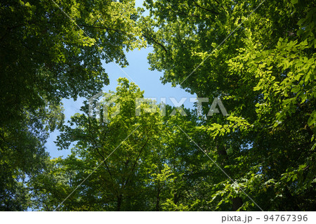 View into a dense deciduous forest in a wooded area in the Palatinate Forest in southern Germany 94767396