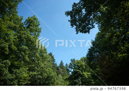 View into a dense deciduous forest in a wooded area in the Palatinate Forest in southern Germany View into a dense deciduous forest in a wooded area in the Palatinate Forest in southern Germany 94767398