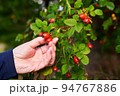 A woman's hand harvests red rose hips from a bush with green leaves on an autumn day. 94767886