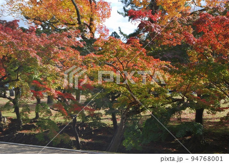 吉城川沿いの紅葉風景 吉城川沿いの紅葉風景 94768001