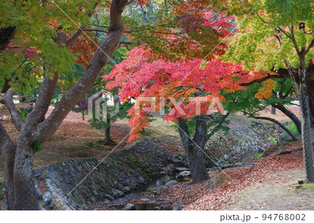 吉城川沿いの紅葉風景 吉城川沿いの紅葉風景 94768002